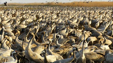 Cranes at the Hula valley in early morning light, Upper Galilee, Israel