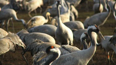 Cranes at the Hula valley in early morning light, Upper Galilee, Israel