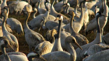 Cranes at the Hula valley in early morning light, Upper Galilee, Israel