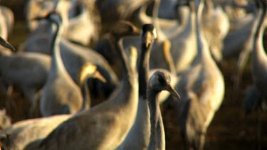 Cranes at the Hula valley in early morning light, Upper Galilee, Israel