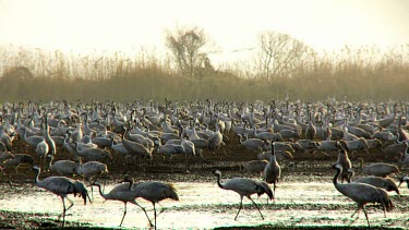 Cranes at the Hula valley in early morning light, Upper Galilee, Israel