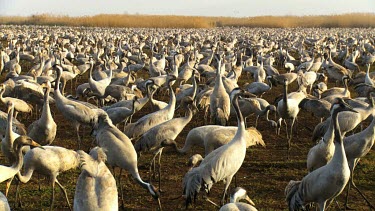 Cranes at the Hula valley in early morning light, Upper Galilee, Israel