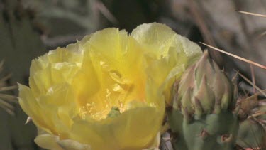 Wildflowers; the Prickly Pear cactus