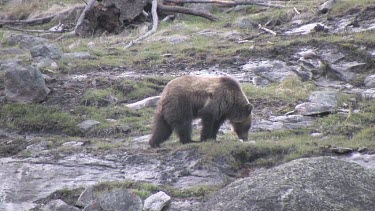 Grizzly bear on mountain slope