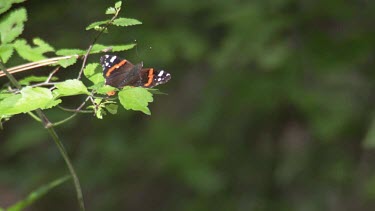Butterfly flying off a branch