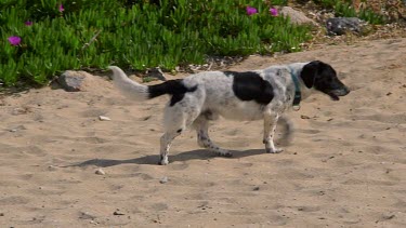 Black & White Springer Spaniel Dog, Stavros, Crete, Greece, Europe