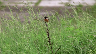 Male Stonechat Bird, South Gare, Redcar, England