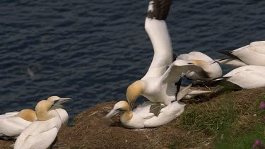 Gannets Mating, Rspb Bempton Cliffs, England