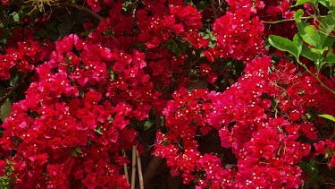 Red Bougainvillea Flowers, Elounda, Crete, Greece