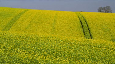 Yellow Rapeseed Field (Brassica Napus), East Ayton, Scarborough, North Yorkshire, England