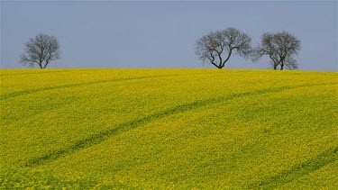 Trees & Yellow Rapeseed Field (Brassica Napus), East Ayton, Scarborough, North Yorkshire, England