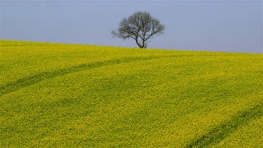 Tree & Yellow Rapeseed Field (Brassica Napus), East Ayton, Scarborough, North Yorkshire, England