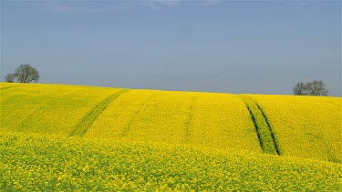 Trees & Yellow Rapeseed Field (Brassica Napus), East Ayton, Scarborough, North Yorkshire, England