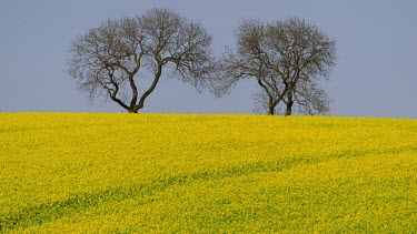 Trees & Yellow Rapeseed Field (Brassica Napus), East Ayton, Scarborough, North Yorkshire, England