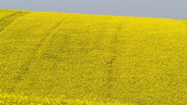 Yellow Rapeseed Field (Brassica Napus), East Ayton, Scarborough, North Yorkshire, England