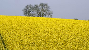 Tree & Yellow Rapeseed Field (Brassica Napus), East Ayton, Scarborough, North Yorkshire, England