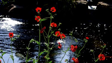 Weathered Red Geum Blazing Sunset Flowers & Koi Carp, Scarborough, North Yorkshire, England