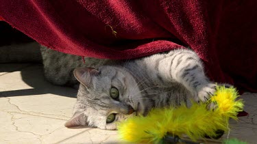 Egyptian Mau Cat & Toys, Scarborough, North Yorkshire, England