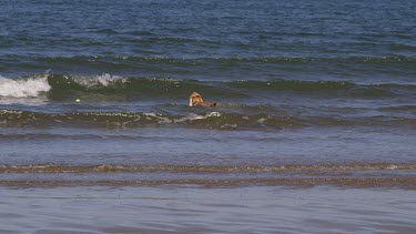 English Cocker Spaniel Dog In Sea, North Bay, Scarborough, North Yorkshire, England