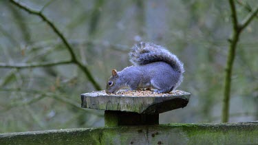 Eastern Grey Squirrel Eating, Forge Valley, East Ayton, North Yorkshire, England