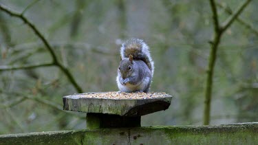 Eastern Grey Squirrel Eating, Forge Valley, East Ayton, North Yorkshire, England