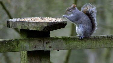 Eastern Grey Squirrel Eating, Forge Valley, East Ayton, North Yorkshire, England