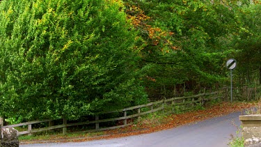 Trees Blowing In Wind, Wykeham, North Yorkshire, England