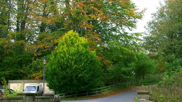 Trees Blowing In Wind, Wykeham, North Yorkshire, England