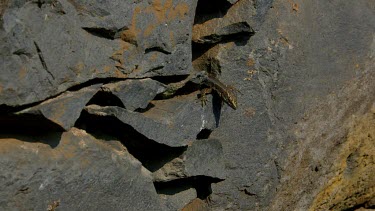 Madeira Lizard, Teira Dugesii, Monte, Funchal, Madeira, Portugal