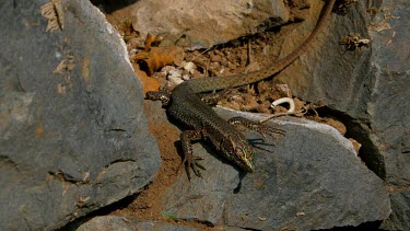 Madeira Lizard, Teira Dugesii, Monte, Funchal, Madeira, Portugal