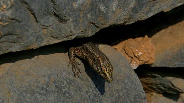 Madeira Lizard, Teira Dugesii, Monte, Funchal, Madeira, Portugal