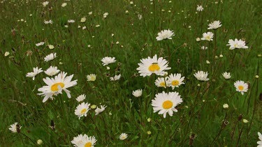 Shasta Daisies, Gateshead & Tyne And Wear, England