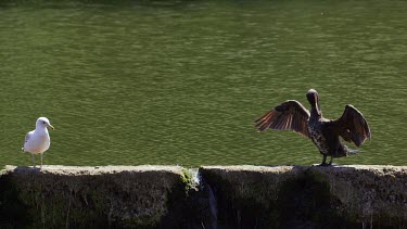 Seagull & Cormorant, Durham, England