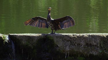 Cormorant, Durham, England