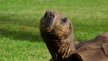 Giant Tortoise Turns Head, Funchal, Madeira, Portugal