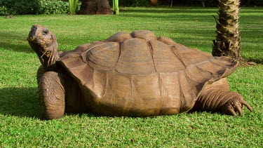 Giant Tortoise Turns Head, Funchal, Madeira, Portugal