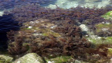 Seaweed & Ripples, Chersones,Sevastopol, Crimea, Ukraine