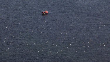 Seagulls On The North Sea, Thornwick Bay, East Yorkshire, England