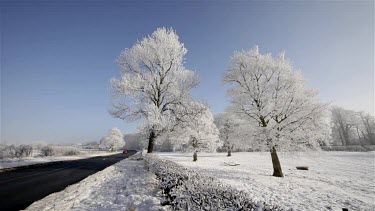 Deep Frost & Snow On Trees, Wykeham, North Yorkshire, England