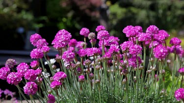 Pink Thrift Armeria Pseudarmeria Flowers, Town Garden, Scarborough, England