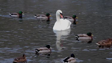 Mute Swan Cygnus Olor & Mallard Ducks Anas Platyrhyncho, Weaponness Valley, Mere, Scarborough, England