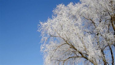 Hard Frost On Tree Branches, Weaponness Valley, Scarborough, England