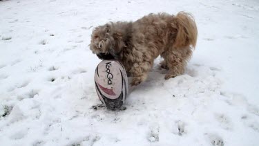 Shih Tzu Dog & Rugby Ball, Scarborough, North Yorkshire, England