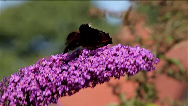 CM0094-APL-0060382 Peacock Butererflies, Inachis Io & Bee, Buddleia Davidii Bush In Garden, England