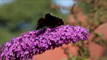 Peacock Butererflies, Inachis Io & Bee, Buddleia Davidii Bush In Garden, England