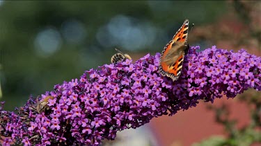 Small Tortoiseshell Butterfly (Aglais Urticae) & Bees, Buddleia Davidii Bush In Garden, England