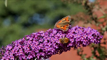 Small Tortoiseshell Butterfly (Aglais Urticae) & Bee, Buddleia Davidii Bush In Garden, England