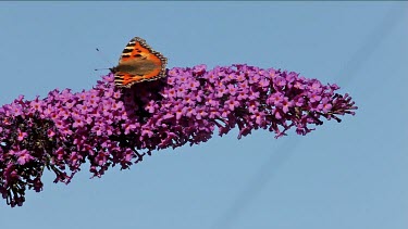 Small Tortoiseshell Butterfly (Aglais Urticae), Buddleia Davidii Bush In Garden, England