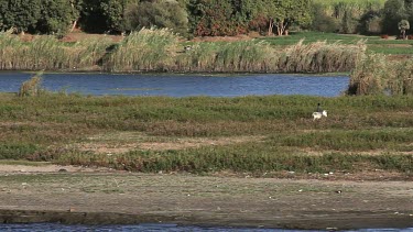 Boy On White Donkey, River Nile, Egypt, North Africa