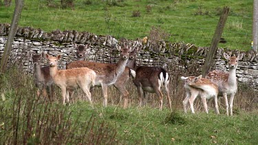 Doe & Fawn Fallow Deer, Ebberston, North Yorkshire, England